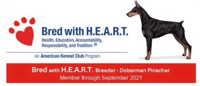 Doberman Pinscher Bred with H.E.A.R.T. badge